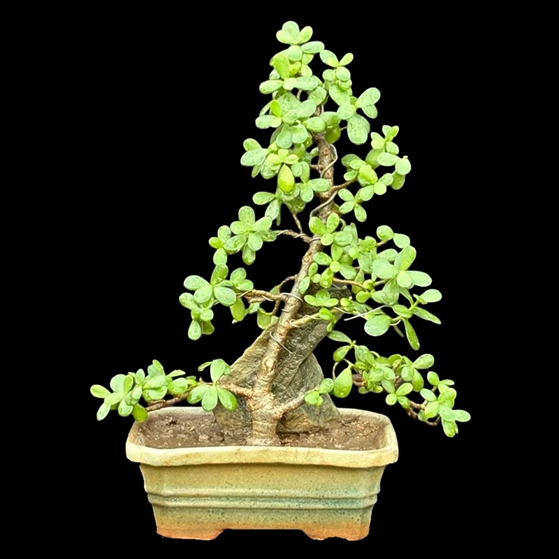 PORTULACA AFRA (JADE)